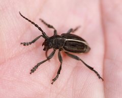 Dorcadion holosericeum