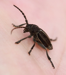 Dorcadion holosericeum