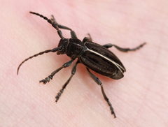 Dorcadion holosericeum