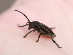 Dorcadion holosericeum