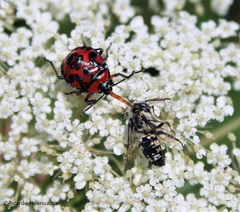 Brontocoris nigrolimbatus