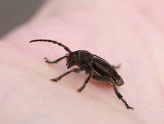 Dorcadion holosericeum