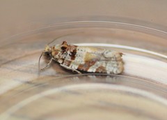 Argyrotaenia kimballi