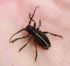 Dorcadion holosericeum