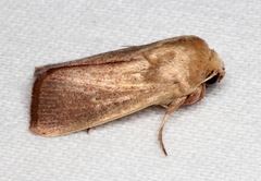 Leucania abdominalis