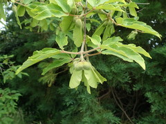 Acer maximowiczianum
