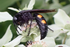 Pygodasis quadrimaculata