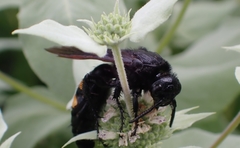 Pygodasis quadrimaculata