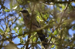 Aphelocoma insularis