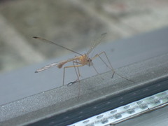 Hylobittacus apicalis