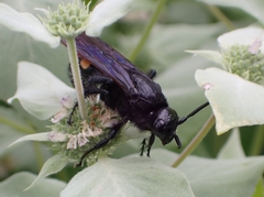 Pygodasis quadrimaculata