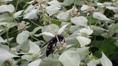 Pygodasis quadrimaculata