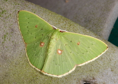Comostola leucomerata