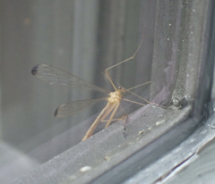 Hylobittacus apicalis