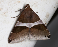 Dysgonia constricta