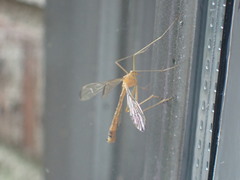 Hylobittacus apicalis