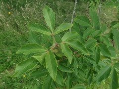 Acer maximowiczianum