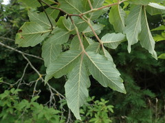 Acer maximowiczianum
