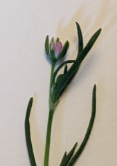 Spergularia marina