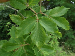 Acer maximowiczianum