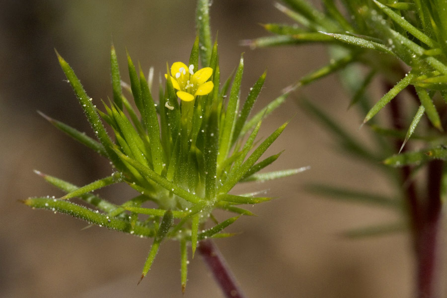 Navarretia breweri