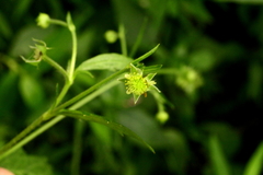 Geum virginianum