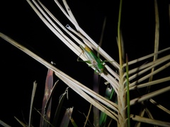 Conocephalus cinereus