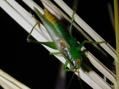 Conocephalus cinereus