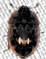 Lobiopa undulata