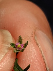 Spergularia marina