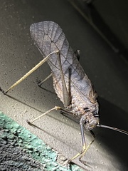 Mecopodinae