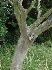 Acer maximowiczianum