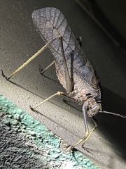 Mecopodinae