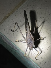Mecopodinae