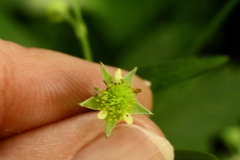 Geum virginianum