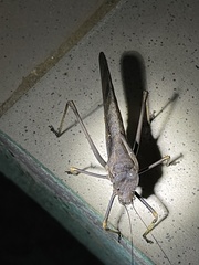 Mecopodinae