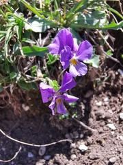 Viola eugeniae