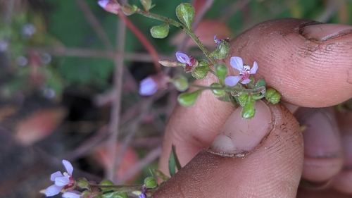 Mountain clarkia (Clarkia heterandra)