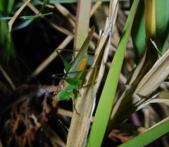 Conocephalus cinereus