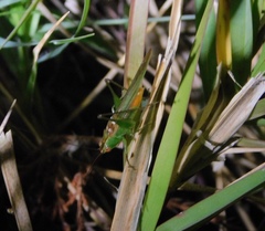 Conocephalus cinereus