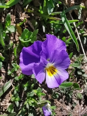 Viola eugeniae