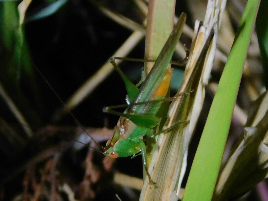 Caribbean meadow katydid