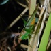 Conocephalus cinereus - Photo no hay derechos reservados, subido por Jade Fortnash