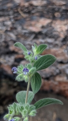 Trichostema oblongum