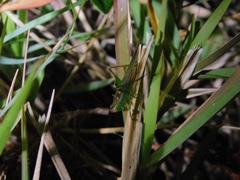 Conocephalus cinereus