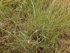 Elymus farctus