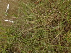 Puccinellia maritima