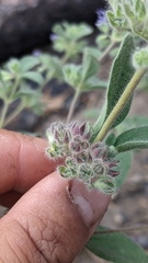 Trichostema oblongum