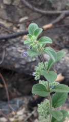 Trichostema oblongum