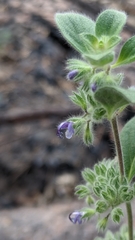 Trichostema oblongum